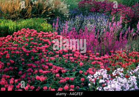 Pensthorpe jardin du millénaire Designer Piet Oudolf Norfolk plantant des herbes des prairies Phlox Monarda Lythrum design East Anglia Banque D'Images