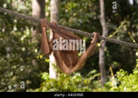 Malaisie Bornéo Sabah primates Sepilok Orang utang jeunes Pongo pygmaeus sur corde Banque D'Images