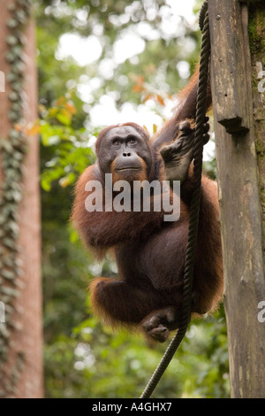 Malaisie Bornéo Sabah primates Sepilok Orang utang jeune mâle Pongo pygmaeus Banque D'Images