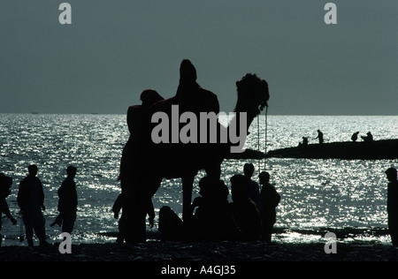 Sind Pakistan Karachi Chameau Silhouette à Paradise Point Beach Banque D'Images