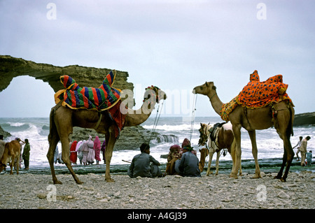 Sind Pakistan Karachi chameaux à Paradise Point Beach Banque D'Images