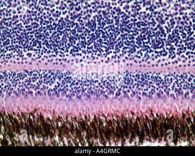 Le poisson de la rétine (œil) structure interne dans le vitrail coupe histologique Banque D'Images