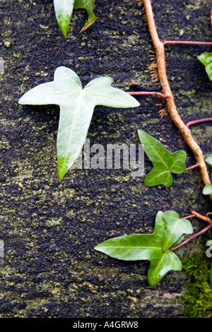 Close up de feuilles de lierre sur l'écorce des arbres. Ardagh, comté de Limerick, Irlande Banque D'Images