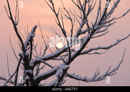 Arbre couvert de neige hiver faible branches avec coucher de soleil Banque D'Images