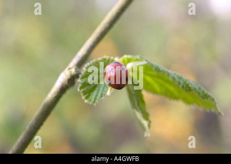 Coccinellia septempunctata coccinelle vert feuille Banque D'Images