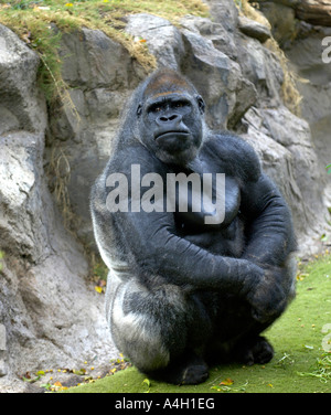 Gorille (Gorilla gorilla) dans le Loro Parque à Puerto de la Cruz, Teneriffe, Îles Canaries, Espagne Banque D'Images