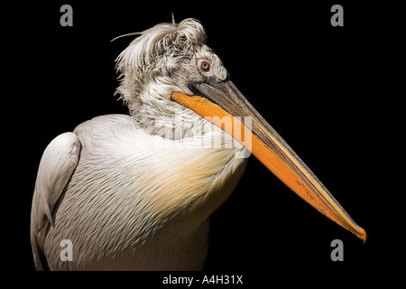 Pelecanus crispus, portrait d'un pélican blanc dans l'arrière-plan noir, Banque D'Images