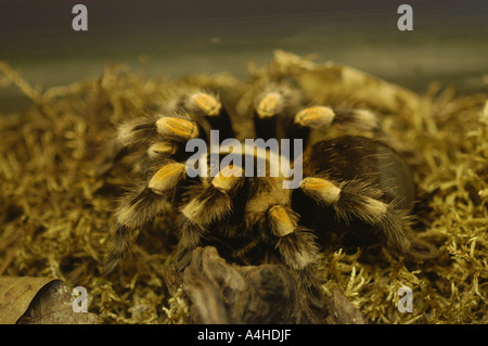 La masse de Redknee Mexican tarantula Brachypelma smithii poisson poison spider venom venimeux cheveux colorés jambes poilues danger huit Banque D'Images