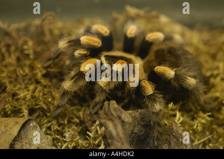 La masse de Redknee Mexican tarantula Brachypelma smithii poisson poison spider venom venimeux cheveux colorés jambes poilues danger huit Banque D'Images