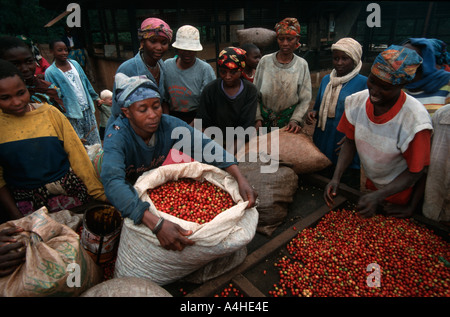 La récolte des baies. Les cueilleurs de fruits mûrs à l'usine de traitement Le Kilimanjaro en Tanzanie Banque D'Images