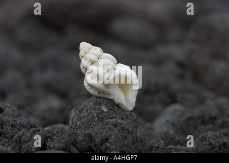 Coquille d'escargot sur plage de lave noire Banque D'Images