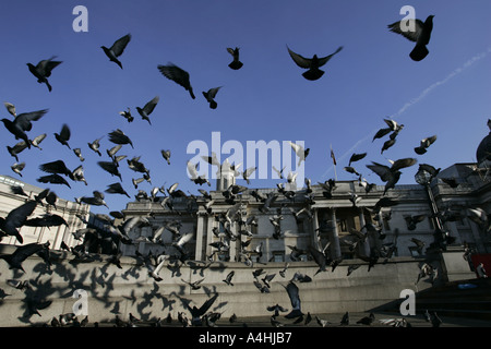 Les pigeons de Trafalgar Square London Banque D'Images