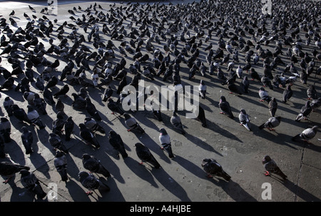 Les pigeons de Trafalgar Square London Banque D'Images