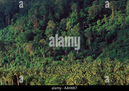 Cocotiers et forêt vierge - l'île de Tioman en Malaisie Banque D'Images