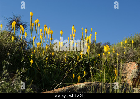 Bulbinella mars Bulbinella nutans fleurs de printemps dans la Réserve Naturelle Goegap Springbok Afrique du Sud Namaqualand Banque D'Images