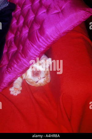 3 semaine Ginger Kitten coussin derrière Banque D'Images