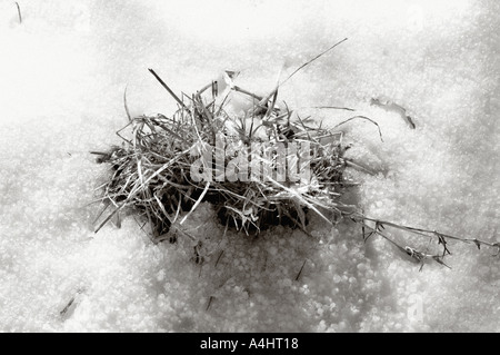 Touffe d'herbe pousse à travers la neige qui couvre l'Angleterre Nord Yorkshire Moors Banque D'Images