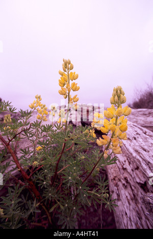 Bush jaune lupin (Lupinus arboreus) fleurit sur une plage de la côte ouest, en Colombie-Britannique, Colombie-Britannique, Canada - Fleurs sauvages de l'Amérique du Nord Banque D'Images