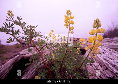 Bush jaune lupin (Lupinus arboreus) fleurit sur une plage de la côte ouest, en Colombie-Britannique, Colombie-Britannique, Canada - Fleurs sauvages de l'Amérique du Nord Banque D'Images