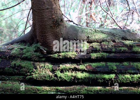 Les jeunes de plus en plus d'arbres feuillus sur de vieux conifères couverts de mousse arbre tombé / Infirmière Log in Rainforest, BC, British Columbia, Canada Banque D'Images