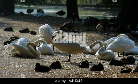 Swan le mélange avec les canards et oies dans le soleil du matin sur la rivière Ouse bedf Banque D'Images