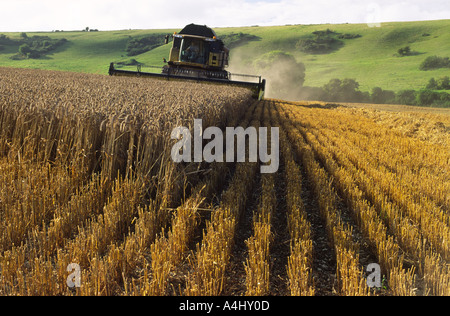 Récolte du blé dans la région de North Dorset County Angleterre Royaume-uni après une longue période de temps humide en 2004 Banque D'Images