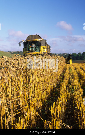 Récolte du blé dans la région de North Dorset County Angleterre Royaume-uni après une longue période de temps humide en 2004 Banque D'Images