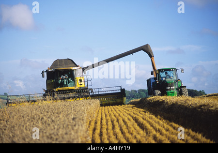 Récolte du blé dans la région de North Dorset County Angleterre Royaume-uni après une longue période de temps humide en 2004 Banque D'Images