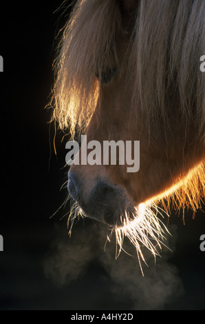 Un poney Shetland retour allumé avec son souffle chaud visible dans l'air froid Banque D'Images