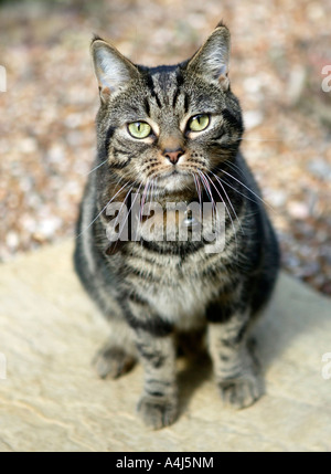 Un chat dans le jardin Banque D'Images