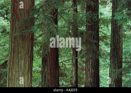 Redwood Aptos Californie Banque D'Images