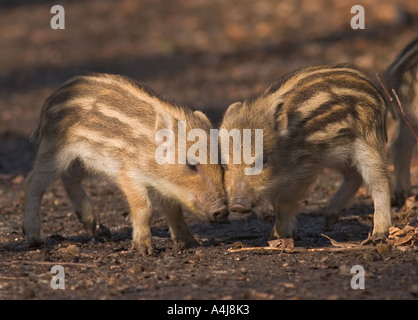 Deux jeunes sangliers (Sus scrofa), environ deux semaines, collant leurs têtes rapprochées Banque D'Images