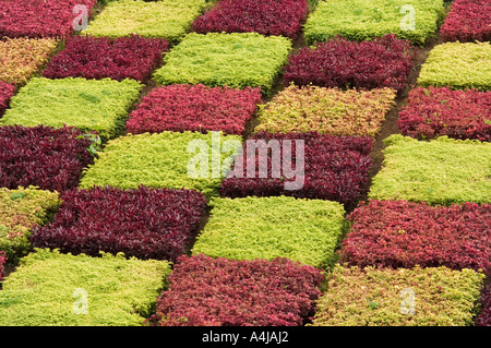 Mosaïcultures au Jardin botanique, Funchal, Madeira, Portugal, Europe Banque D'Images