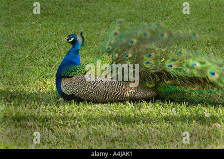 Paon indien mâle (Pavo cristatus) reposant dans l'herbe, le Jardin Botanique, Jardim Botanico, Funchal, Madeira, Portugal Banque D'Images