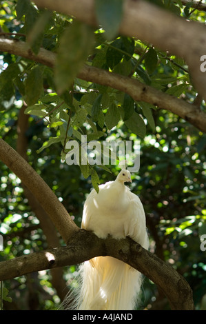 Le paon blanc (Pavo cristatus) mâle perché sur branche d'arbre du jardin botanique, Jardim Botanico, Funchal, Madeira, Portugal Banque D'Images