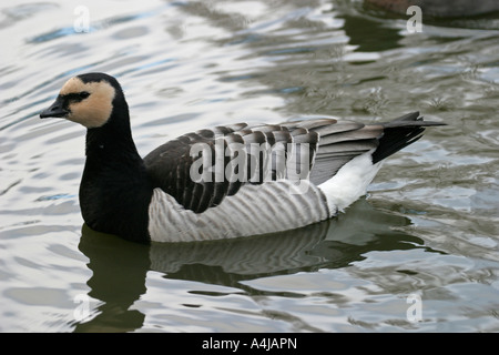 Bernache nonnette Branta leucopsis NATATION SV Banque D'Images