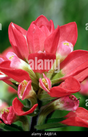 Fleurs au Texas Texas paintbrush Banque D'Images