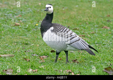 Bernache nonnette Branta leucopsis marchant sur l'HERBE SV Banque D'Images