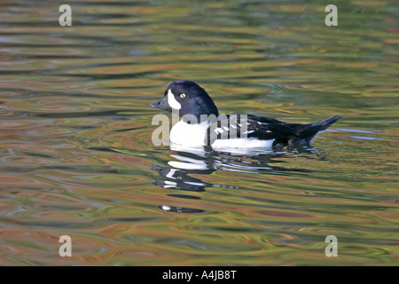 GOLDENEYE Bucephala clangula DRAKE NATATION SV Banque D'Images