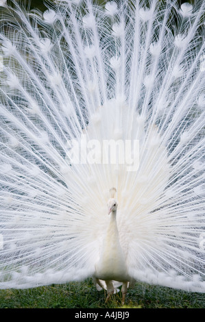 L'Inde, Mutation blanc paons bleu Pavo cristatus, homme affichage dans le Jardin botanique de Funchal, Madeira, Portugal Banque D'Images