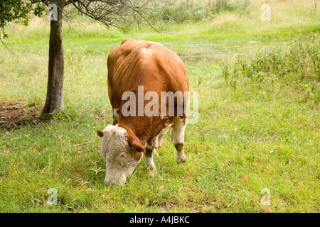 Sondage Hereford Bull pâturage dans des pâturages luxuriants en Nouvelle-Galles du Sud en Australie Banque D'Images