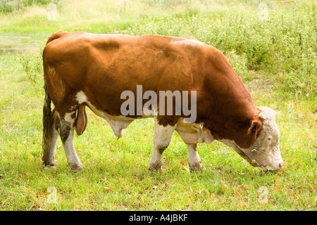 Stock Photo sondage taureau Hereford le pâturage dans le NSW Australie Banque D'Images