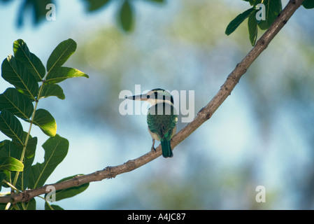 Sacred kingfisher Todiramphus sanctus Banque D'Images