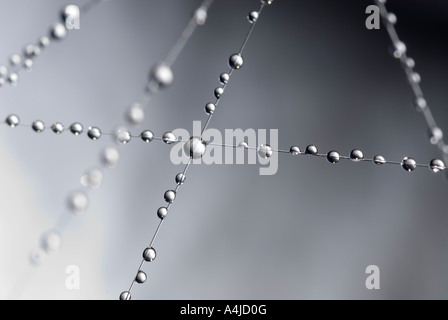 Beaucoup de petites gouttes d'eau suspendu à un cordon fin comme les petites sphères sphere boules perles perles transparence transparent Banque D'Images