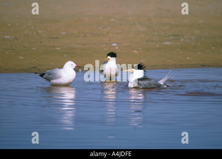 Goéland argenté sterne huppée Larus novaehollandiae baignade l'Australie du Sud Sterna bergii Banque D'Images