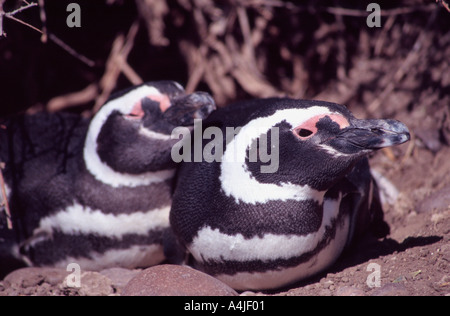 La Patagonie argentine 27 Nov 03 les manchots de Magellan à Cabo Dos Bahias près de Camarones James Sturcke Chubut Banque D'Images