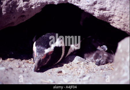 La Patagonie argentine 27 Nov 03 Magellan penguin avec de jeunes à Cabo Dos Bahias près de Camarones James Sturcke Chubut Banque D'Images