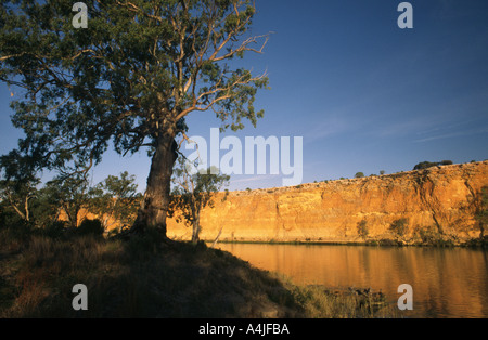 River Murray au coucher du soleil les eucalyptus et falaises de grès rouge ; l'Australie du Sud Banque D'Images