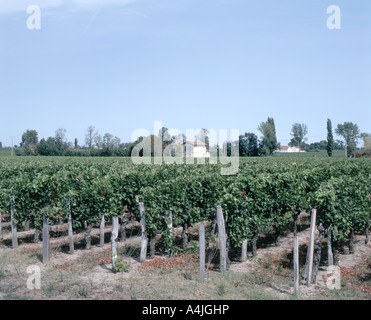 Raisins sur vignes dans le vignoble, Saint-Émilion, Gironde. Aquitaine, France Banque D'Images