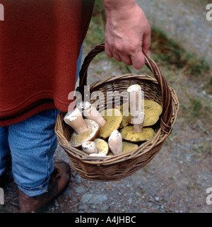 Une femme portant un panier de CEPS Boletus edulis ramassé alors qu'elle fourragère des champignons à la campagne de Powys, au milieu de la Galles, Royaume-Uni KATHY DEWITT Banque D'Images